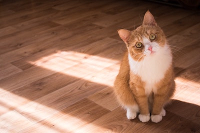 An orange and white cat stares straight ahead with its head cocked slightly to the side