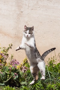 A cat is jumping mid air in front of greenery