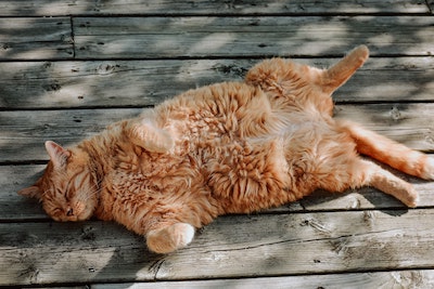 A long-haired orange cat lays belly up