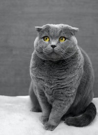 A grey cat is sitting with its ears flat against its head