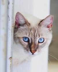 A white cat stares forward with its ears pointed up and forward