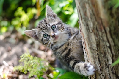 A small kitten has its arm wrapped around a tree
