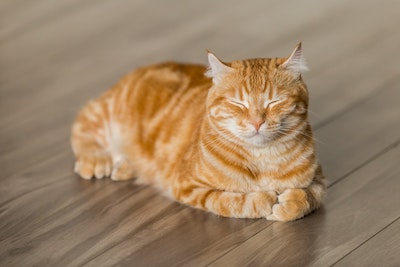 An orange cat lays down with its ears pointed to the side and its eyes closed