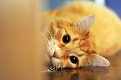 An orange cat on its side with large dilated pupils