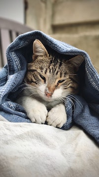 A muti-colored cat has its eyes half-closed while laying under blue fabric