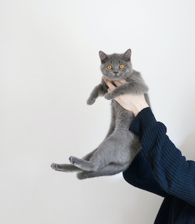 A grey cat is being held up by its underarms by an adult