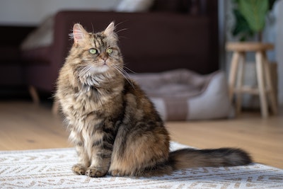 A long-haired cat is sitting and staring off into the distance
