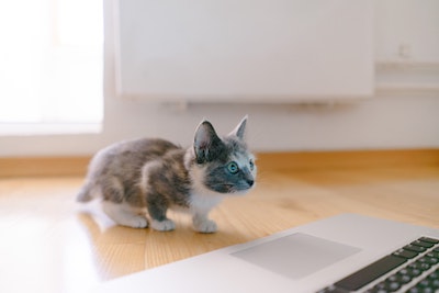 A multi-colored kitten looking at a computer