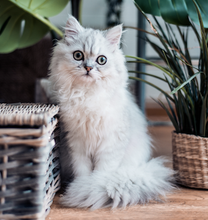 White fluffy cat relaxing with tail down