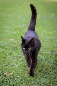 A black cat walking outside on grass