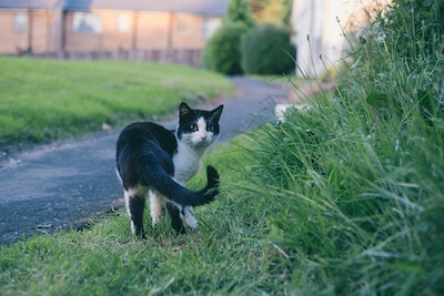 A black and white cat with a wavering tail outside